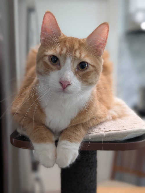 Carinoso, Young Domestic Medium Hair / Mixed (medium coat), cat for adoption in Westminster, California