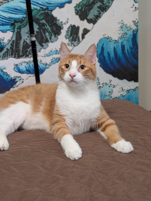 Solecito, Young Domestic Short Hair / Mixed (short coat), cat for adoption in Westminster, California