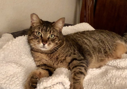 Munchkin, Adult Domestic Short Hair / Mixed (short coat), cat for adoption in Westminster, California
