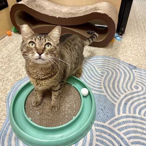 Photo 2 of Munchkin