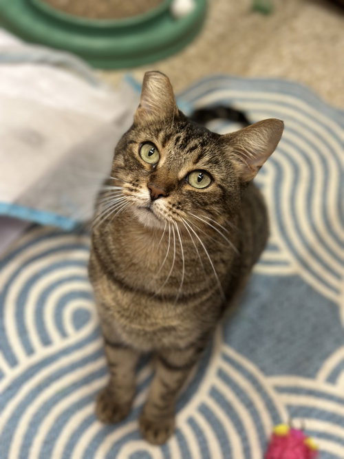 Munchkin, a cat for adoption from Compassionate Animal Rescue for Medical Aid