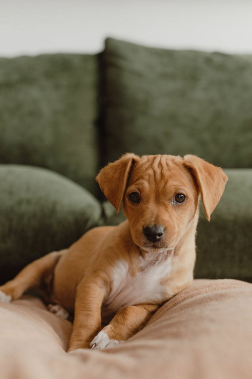 Birdie, an adoptable Terrier in Mission Viejo, CA