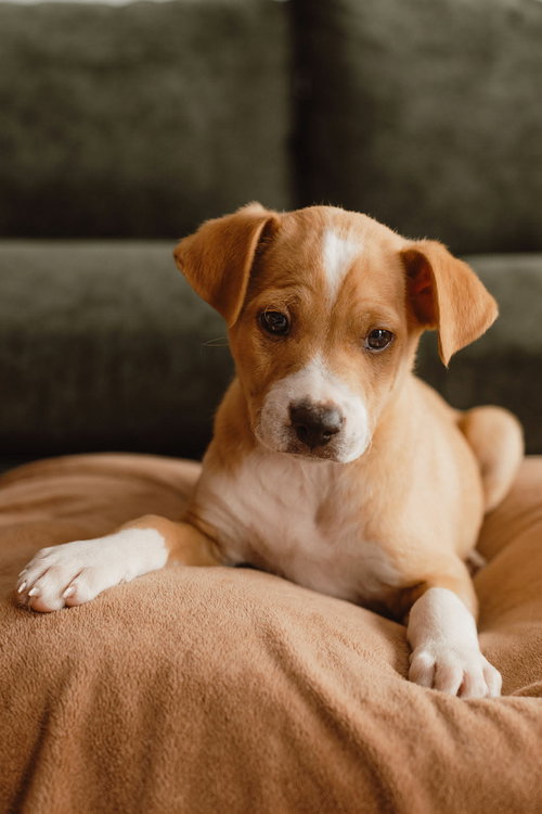 Mulligan, an adoptable Terrier in Mission Viejo, CA