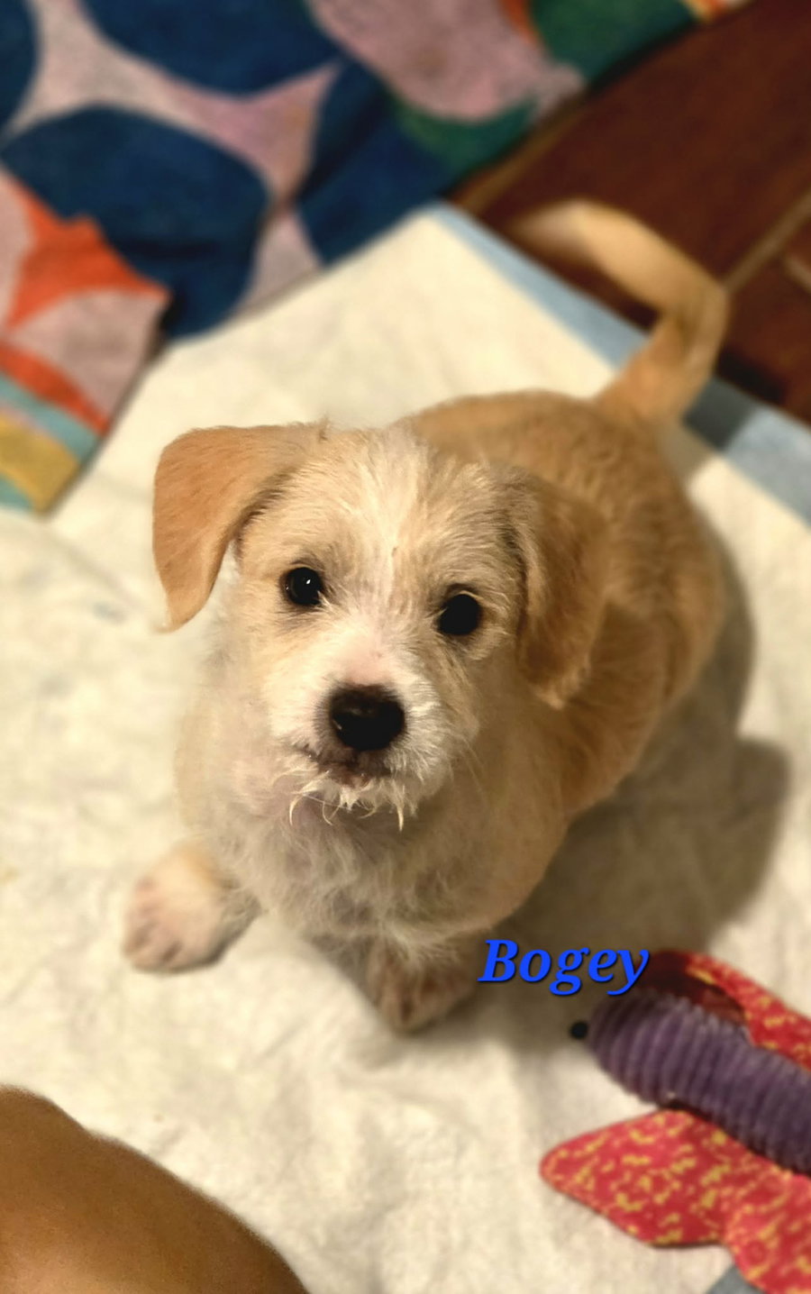 Bogey