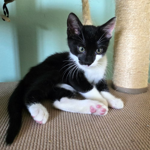 Jafar, an adoptable Domestic Short Hair in Mission Viejo, CA