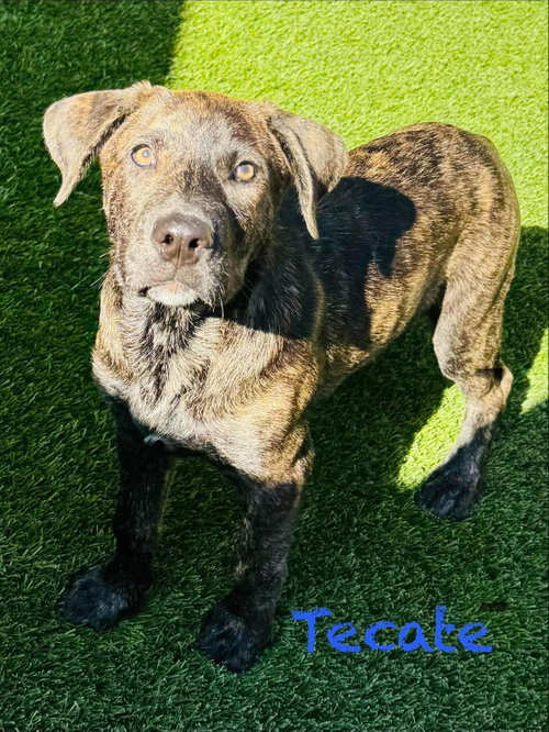 Tecate, an adoptable Labrador Retriever in Mission Viejo, CA