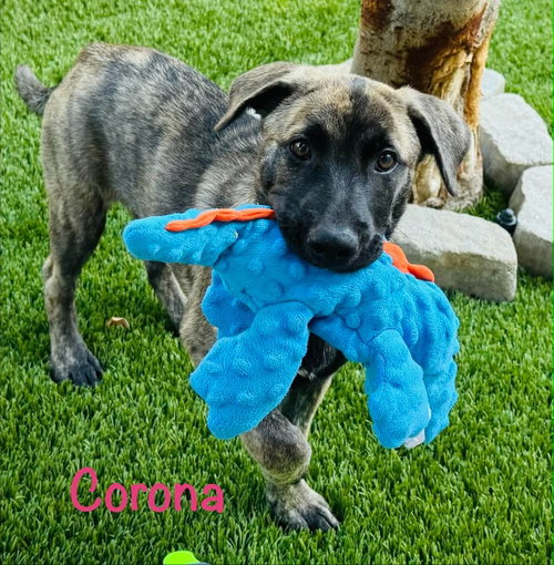 Corona, an adoptable Labrador Retriever in Mission Viejo, CA