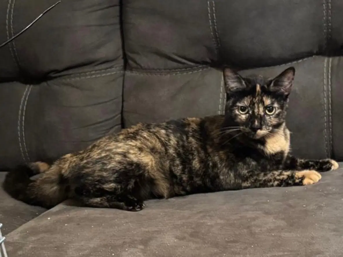 Winry - Domestic Short Hair