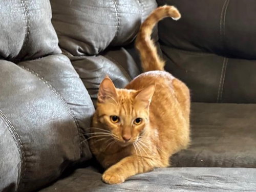 Edward, an adoptable Domestic Short Hair in Mission Viejo, CA