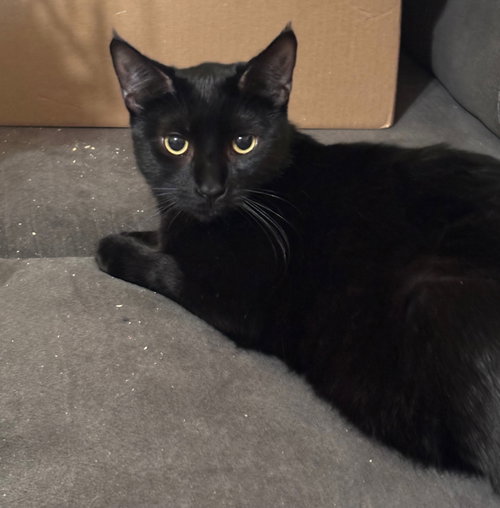 Alphonse, Young Domestic Short Hair / Mixed (short coat), cat for adoption in Paramount, California