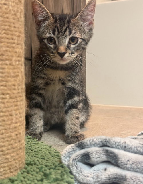 Craig, Baby Domestic Short Hair / Mixed (short coat), cat for adoption in Paramount, California