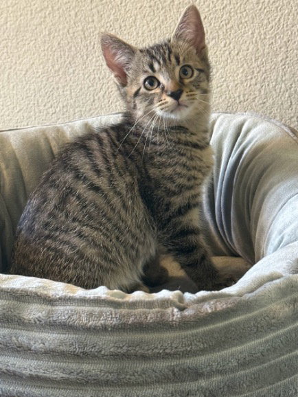 Deran, Baby Domestic Short Hair / Mixed (short coat), cat for adoption in Paramount, California