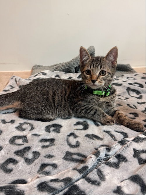 J, an adoptable Domestic Short Hair in Mission Viejo, CA