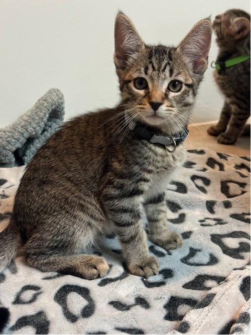 Pope, an adoptable Domestic Short Hair in Mission Viejo, CA