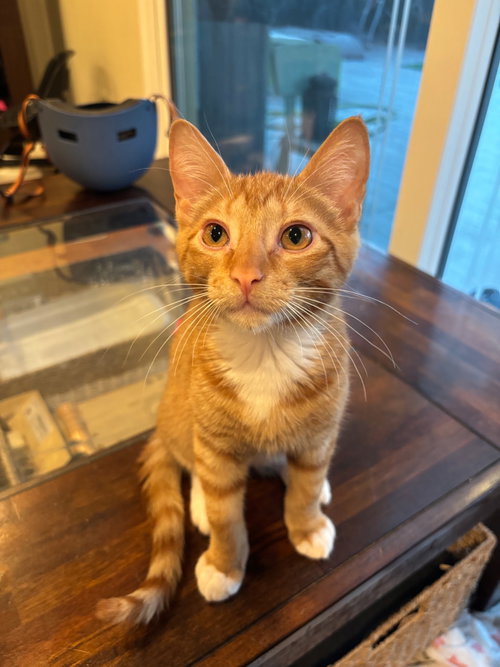 Human Torch, an adoptable Domestic Short Hair in Mission Viejo, CA