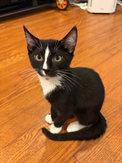 Mr Fantastic, an adoptable Domestic Short Hair in Mission Viejo, CA