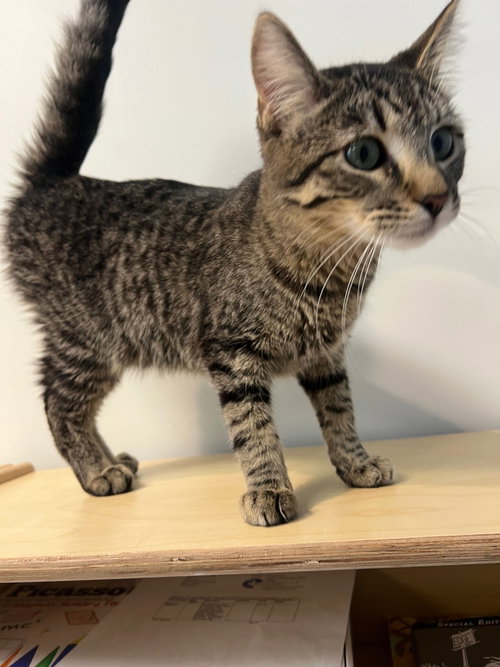 Daniel Craig, an adoptable Domestic Short Hair in Mission Viejo, CA