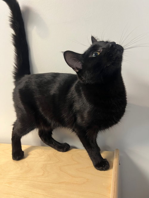 Roger Moore, an adoptable Domestic Short Hair in Mission Viejo, CA
