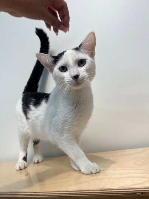 Sean Connery, an adoptable Domestic Short Hair in Mission Viejo, CA