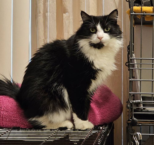 Fricky, Adult Domestic Medium Hair / Mixed (medium coat), cat for adoption in Paramount, California