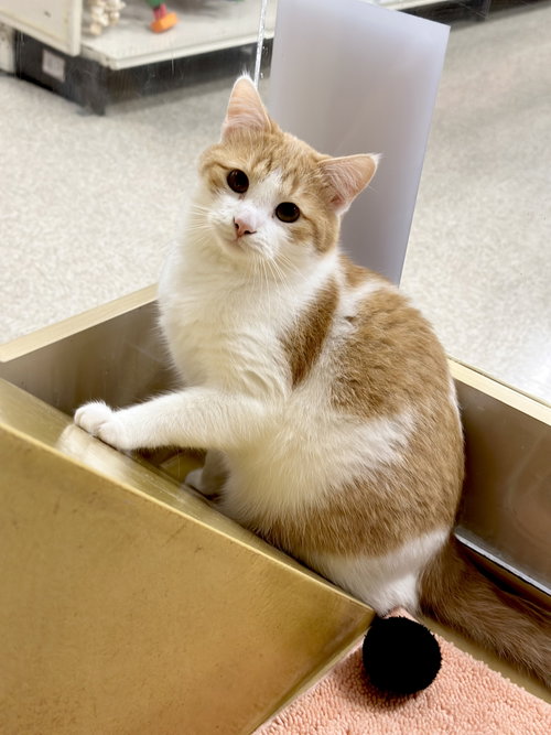 Wedge, a cat for adoption from Compassionate Animal Rescue for Medical Aid