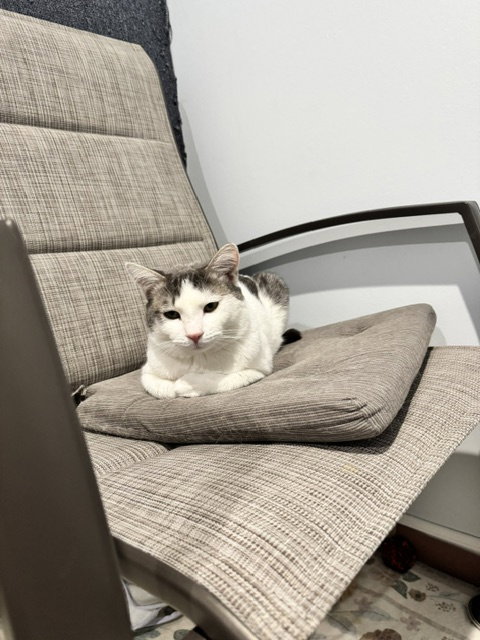 Putter, Young Domestic Short Hair / Mixed (short coat), cat for adoption in Bellflower, California