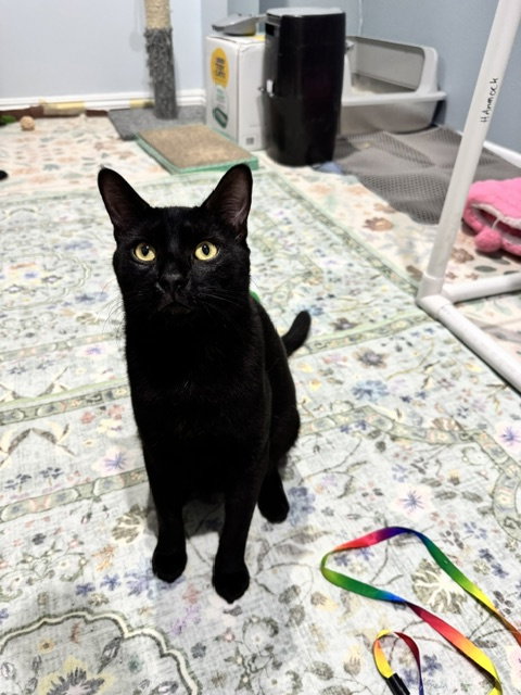 Driver, Young Domestic Short Hair / Mixed (short coat), cat for adoption in Mission Viejo, California