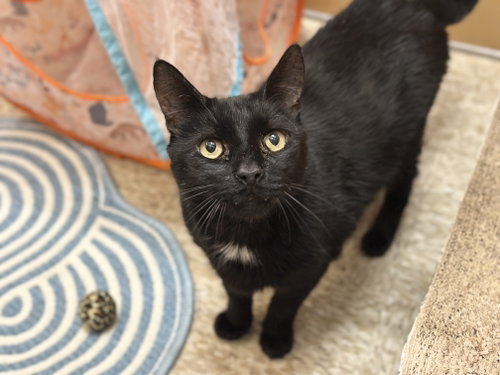 Mackie, a cat for adoption from Compassionate Animal Rescue for Medical Aid