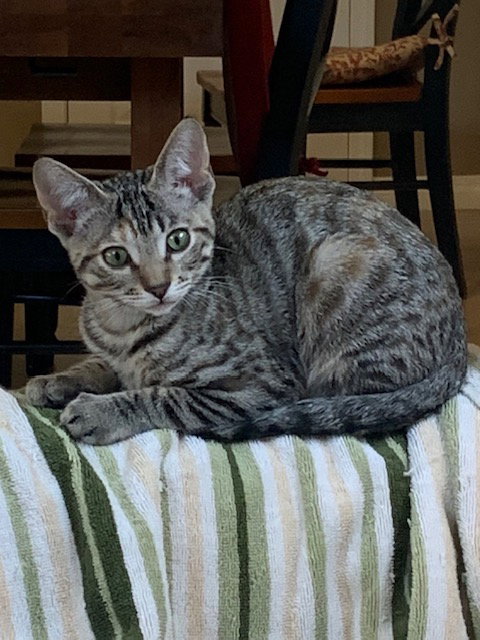 Nicki Minaj, Baby Domestic Short Hair / Mixed (short coat), cat for adoption in Bellflower, California