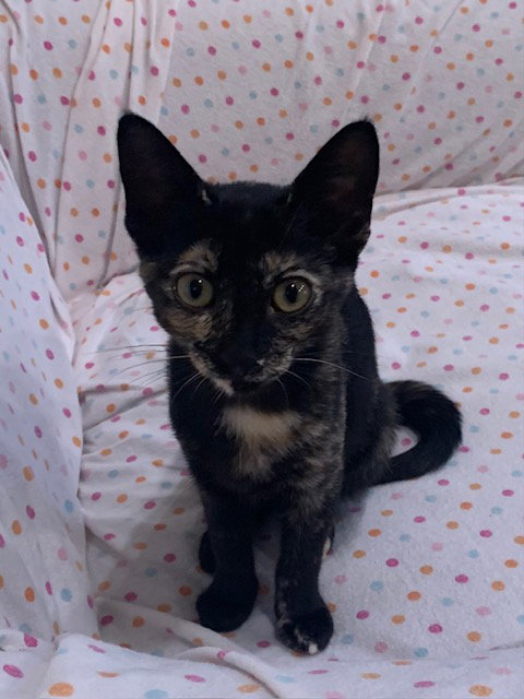Iggy Azalea, Baby Domestic Short Hair / Mixed (short coat), cat for adoption in Bellflower, California