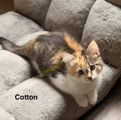 Cotton
