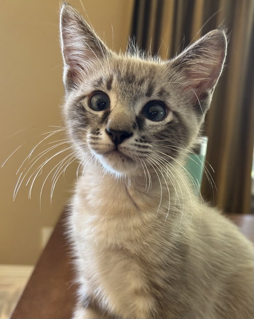 Crockett, Baby Domestic Short Hair / Mixed (short coat), cat for adoption in Lake Elsinore, California
