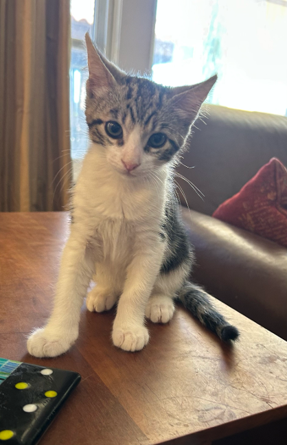 Tubbs, Baby Domestic Short Hair / Mixed (short coat), cat for adoption in Lake Elsinore, California