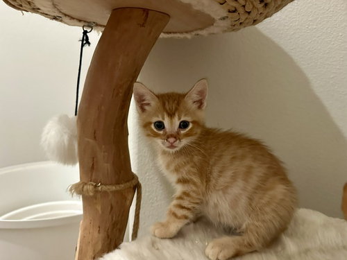 Jest, an adoptable Domestic Short Hair in Mission Viejo, CA