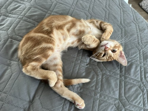 Wisecrack, an adoptable Domestic Short Hair in Mission Viejo, CA