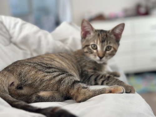 Parody, an adoptable Domestic Short Hair in Mission Viejo, CA