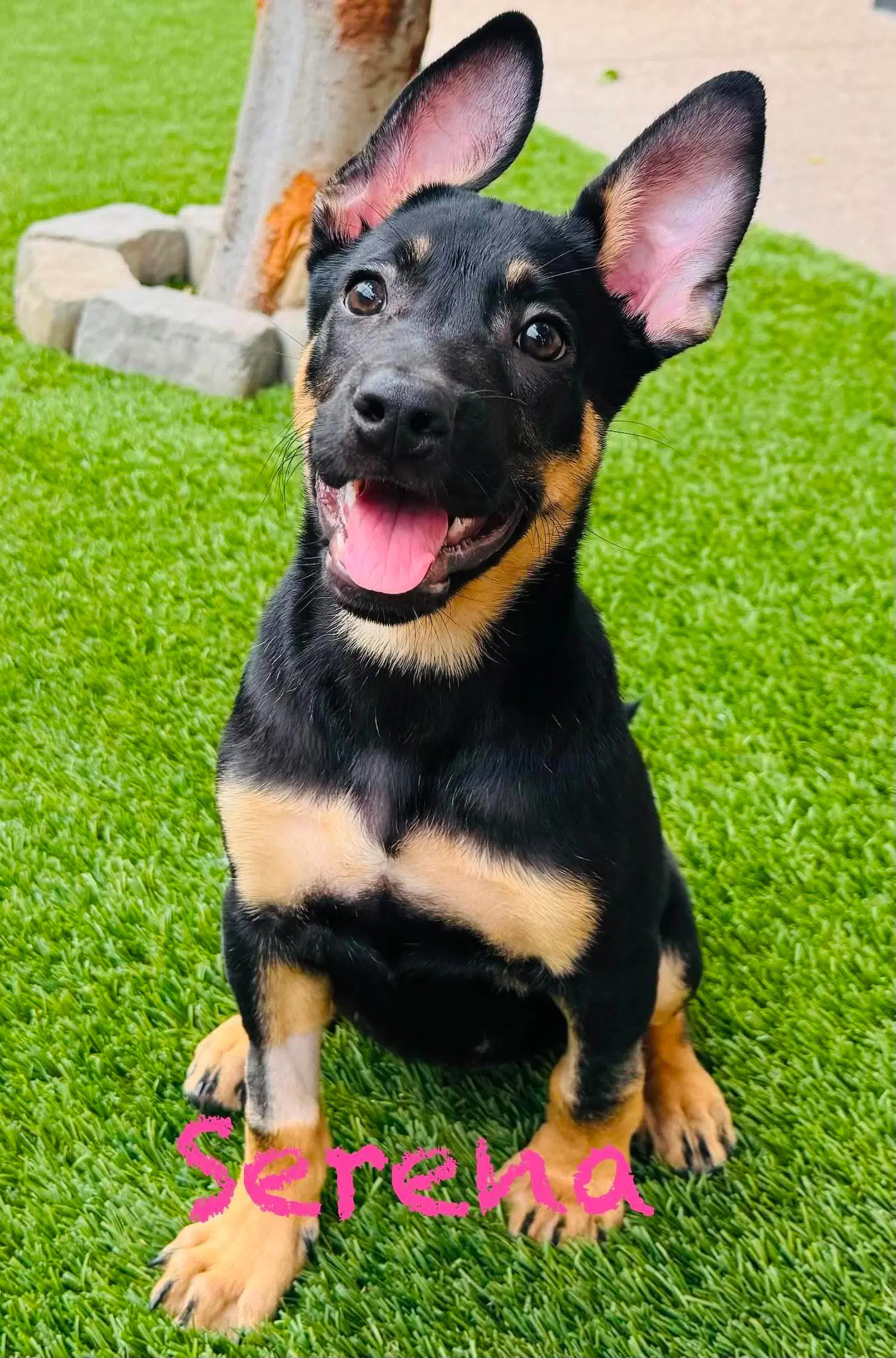 Serena - German Shepherd Dog