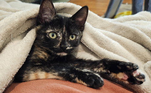Pawdry Hepburn, an adoptable Domestic Short Hair in Mission Viejo, CA