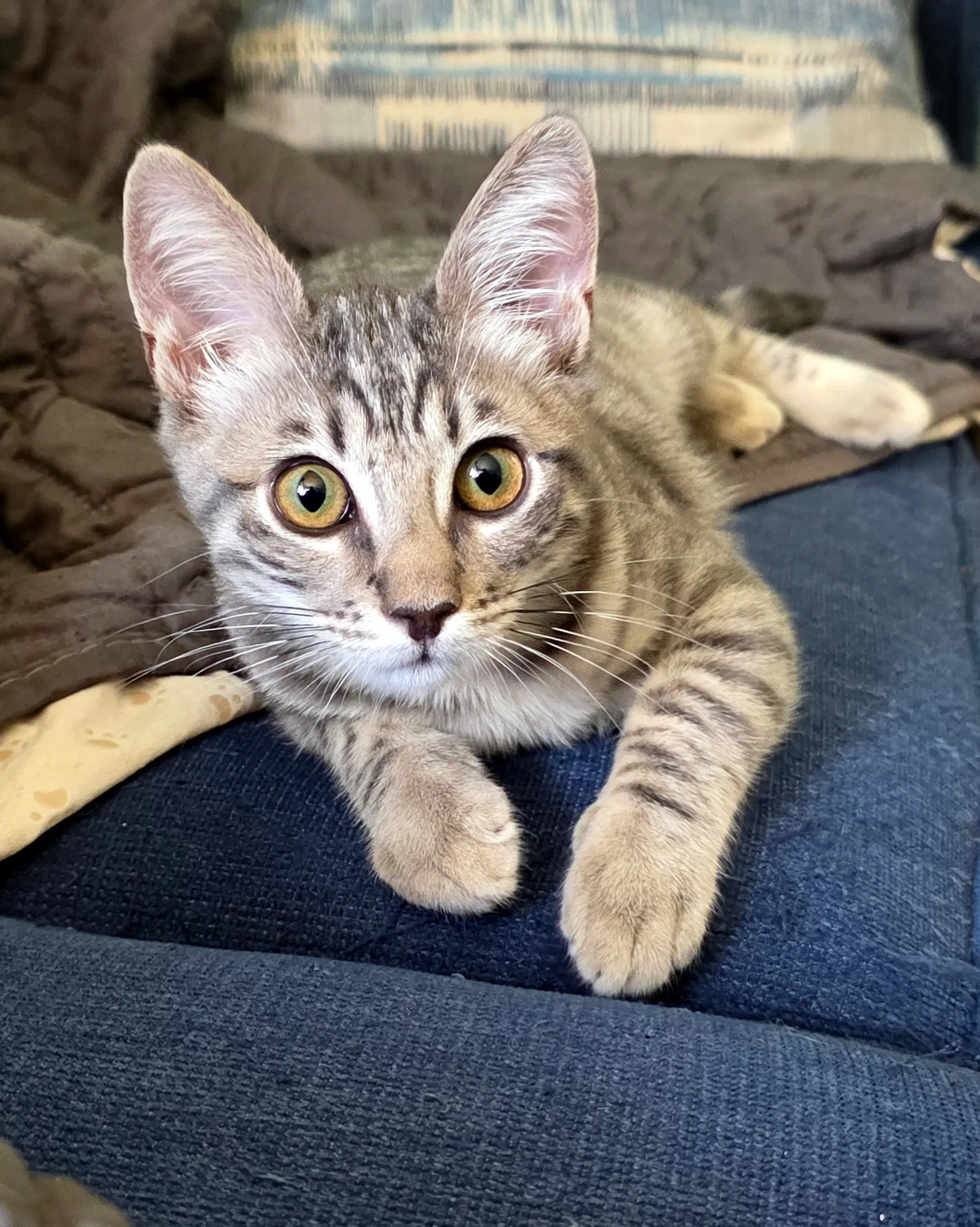 Salsa Verde - Domestic Short Hair