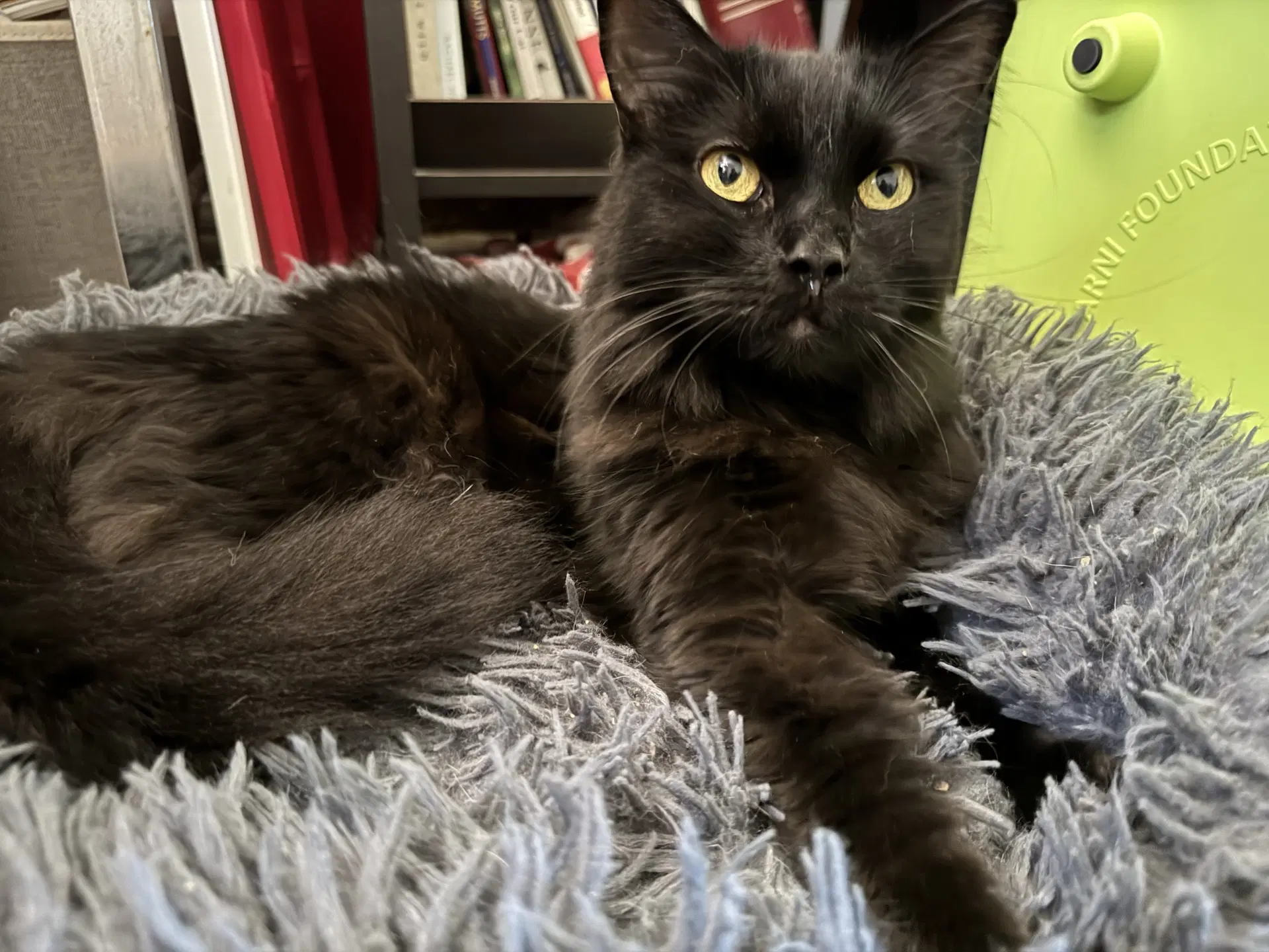 Queens - Domestic Medium Hair