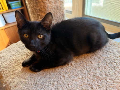 picture of the cat needing adoption