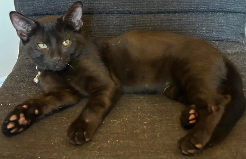 Zinger - Domestic Short Hair