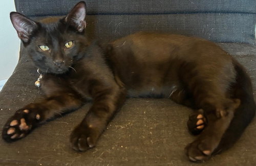picture of the cat needing adoption