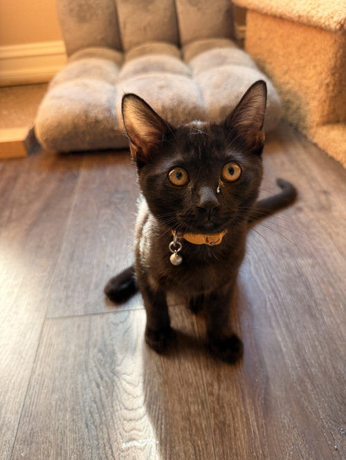 picture of the cat needing adoption