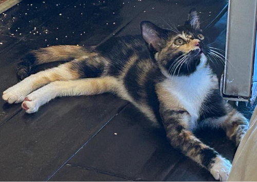 Twinkie, a cat for adoption from Compassionate Animal Rescue for Medical Aid