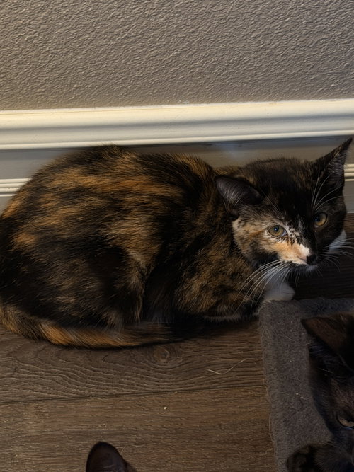 Photo 3 of Twinkie