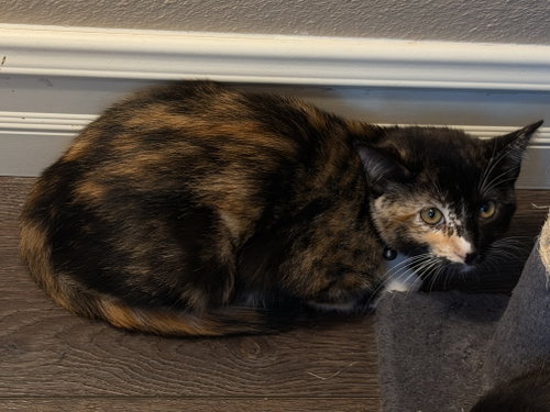 Photo 2 of Twinkie