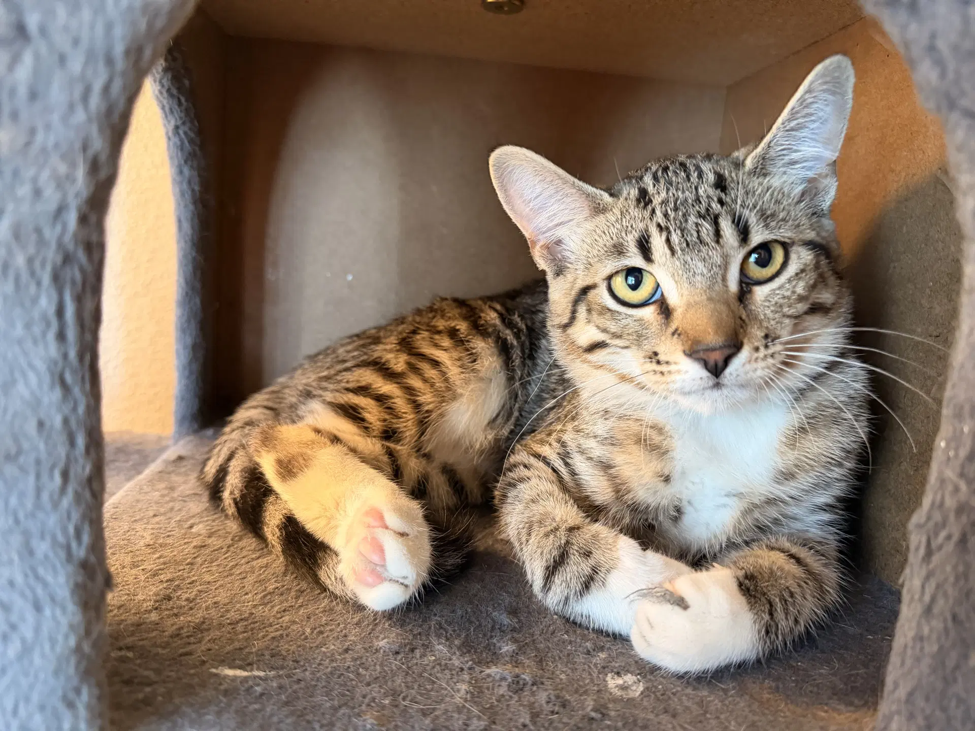 Snoball - Domestic Short Hair