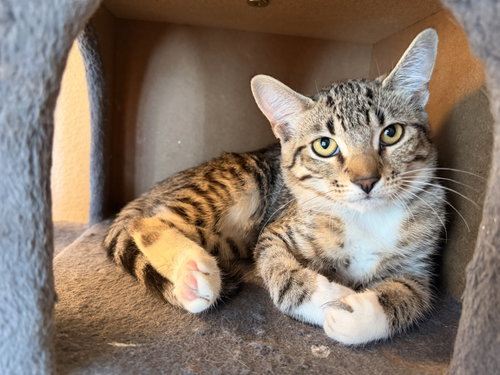 picture of the cat needing adoption