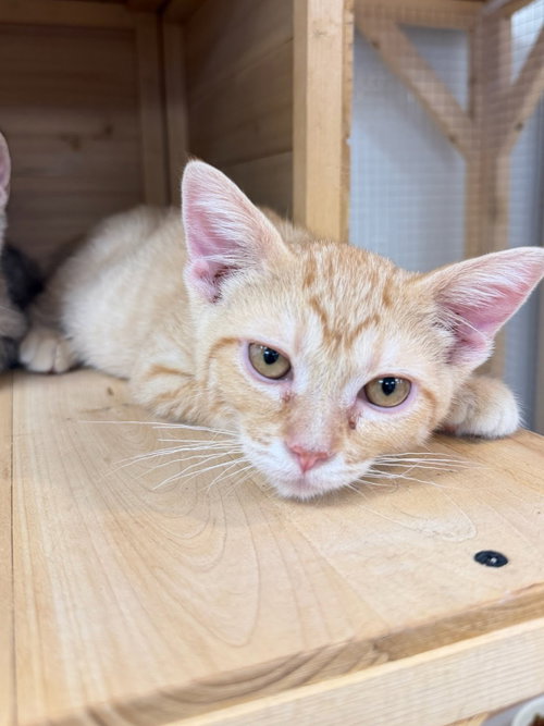 picture of the cat needing adoption